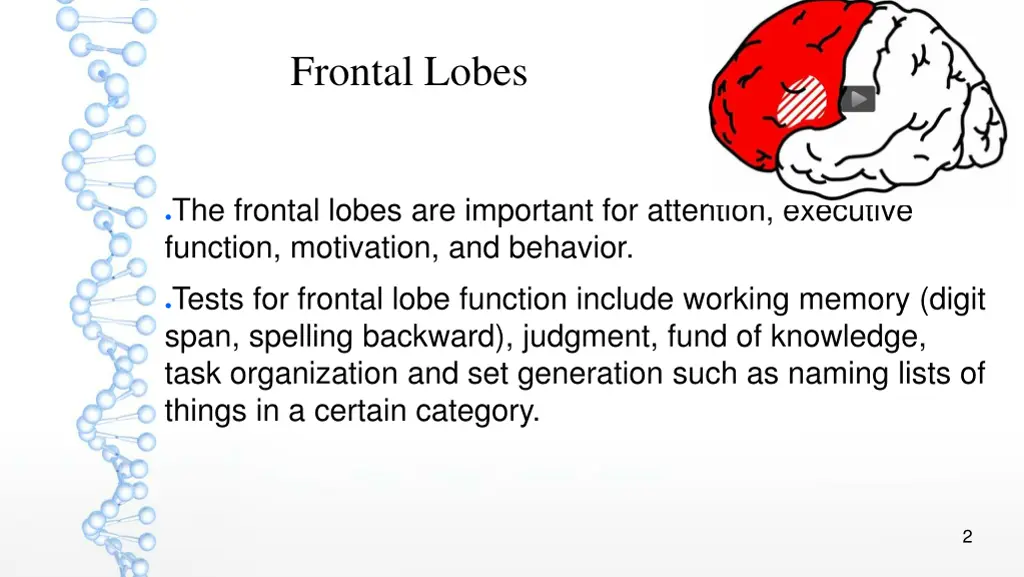 frontal lobes