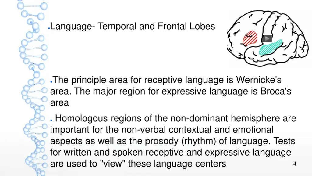 language temporal and frontal lobes