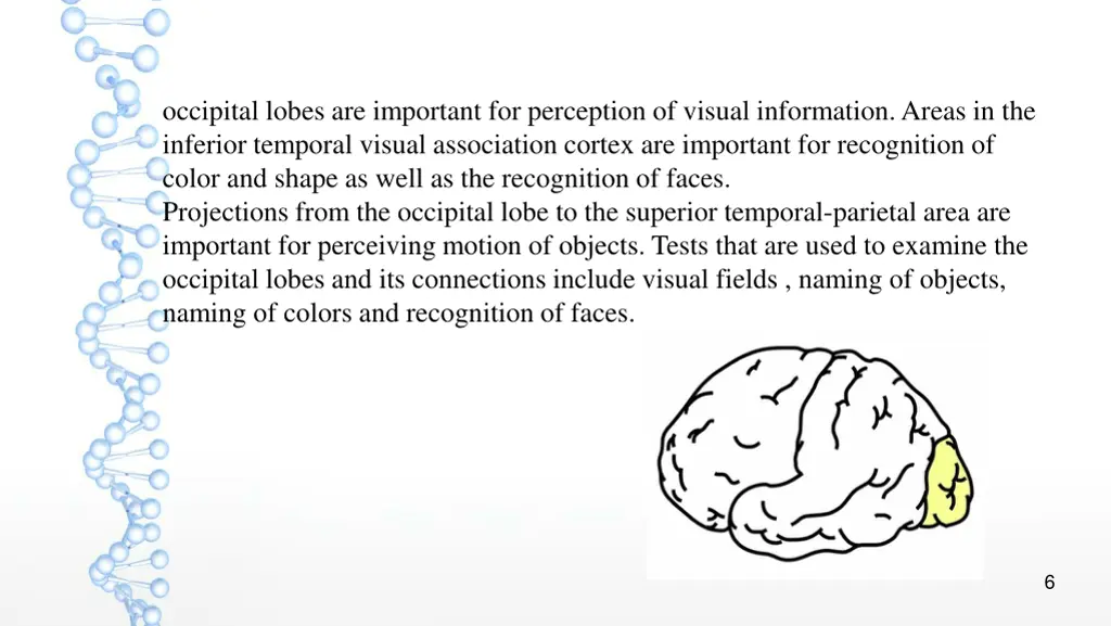occipital lobes are important for perception