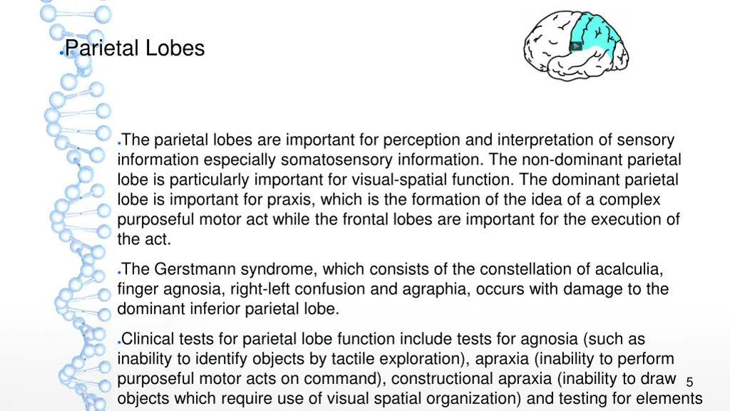 parietal lobes