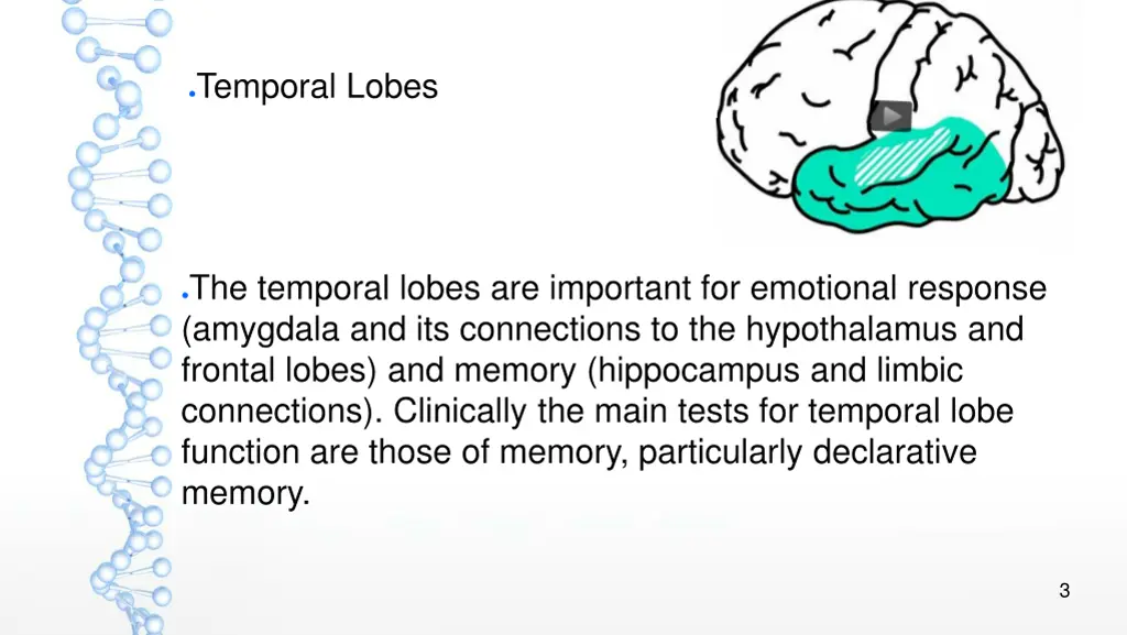 temporal lobes