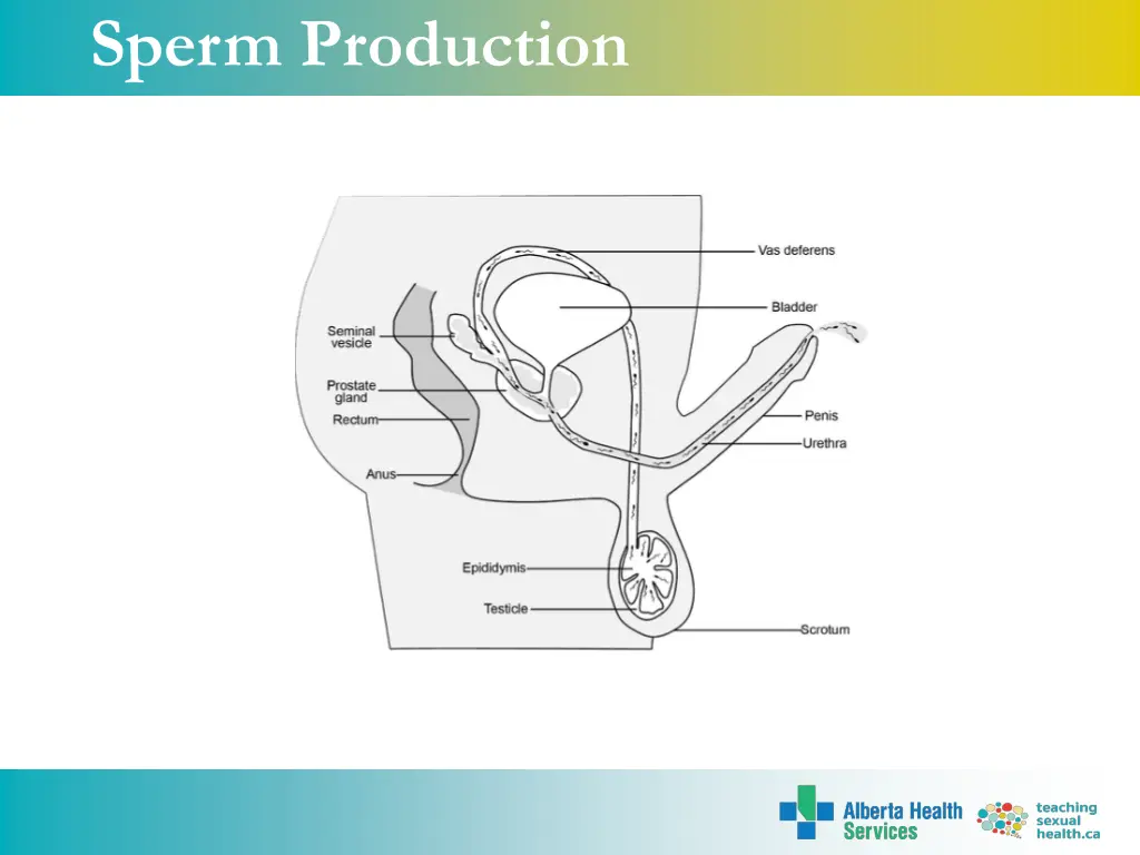 sperm production