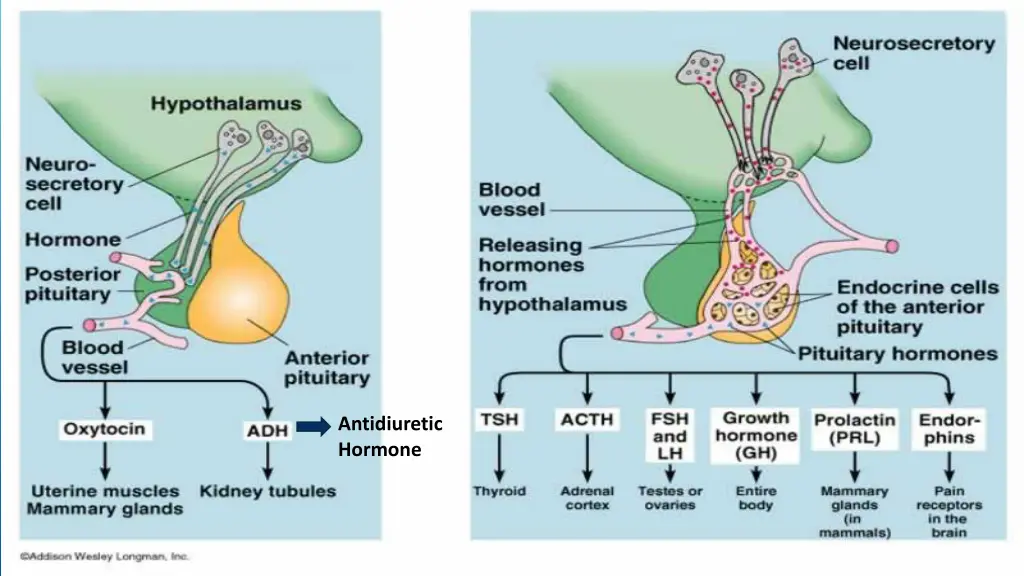 antidiuretic hormone