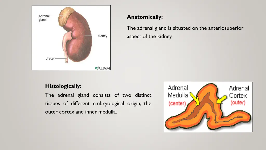 anatomically