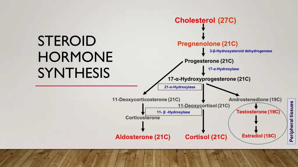 steroid hormone synthesis