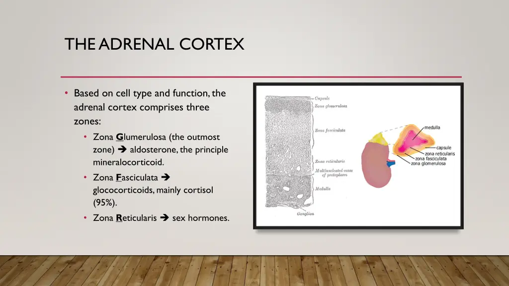 the adrenal cortex