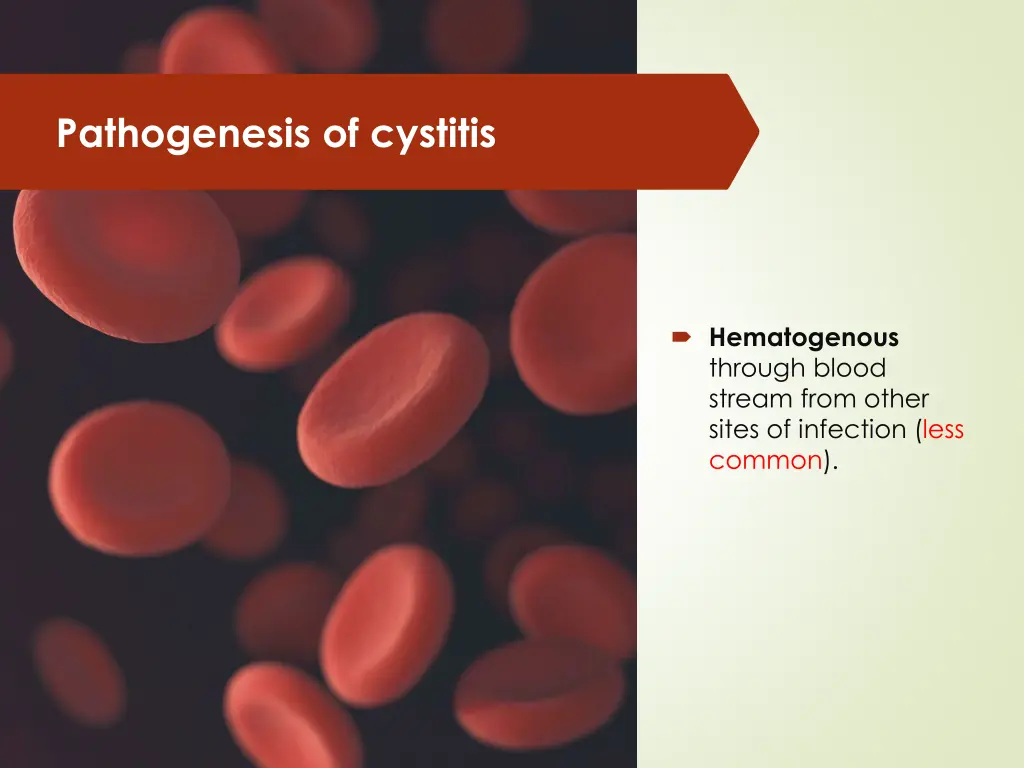 pathogenesis of cystitis