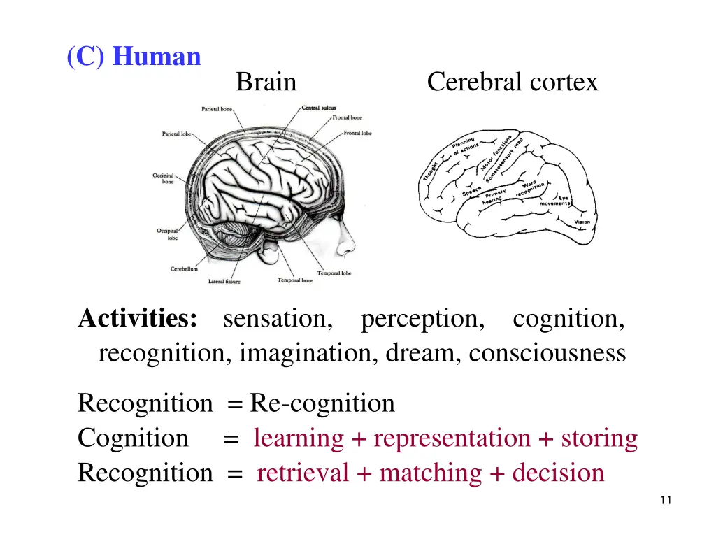 c human