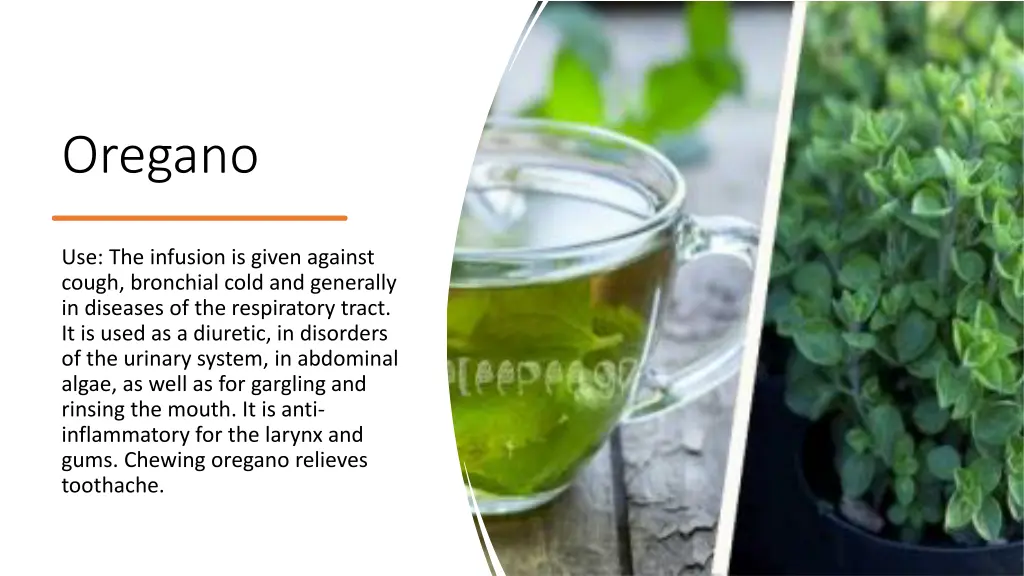oregano