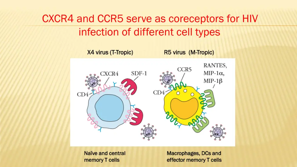 cxcr4 and ccr5 serve as coreceptors