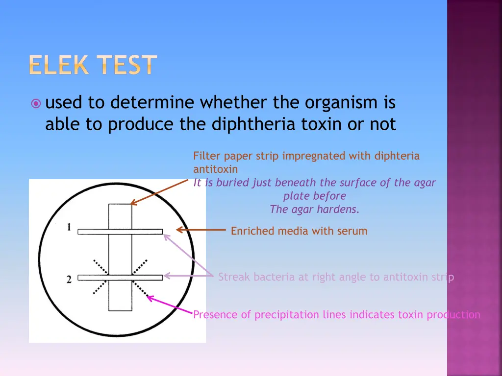 elek test
