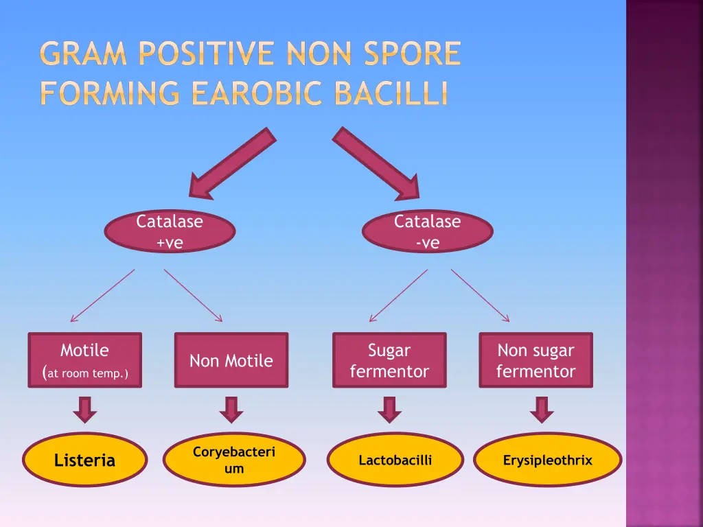 gram positive non spore forming earobic bacilli