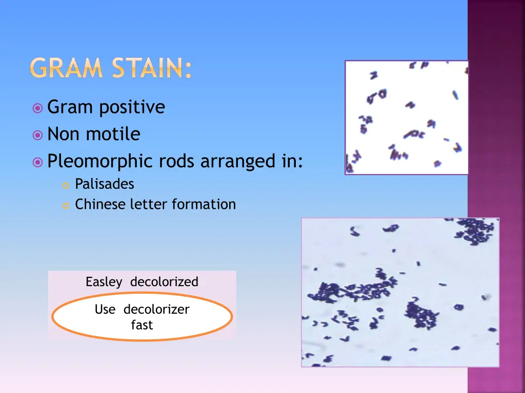 gram stain