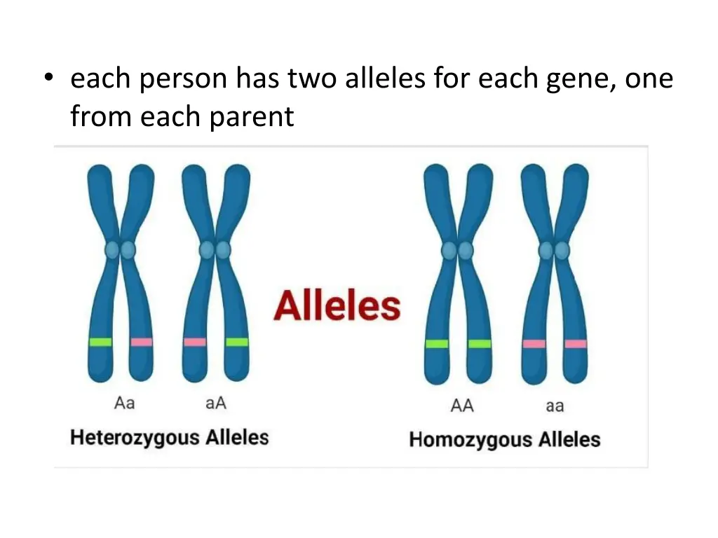 each person has two alleles for each gene
