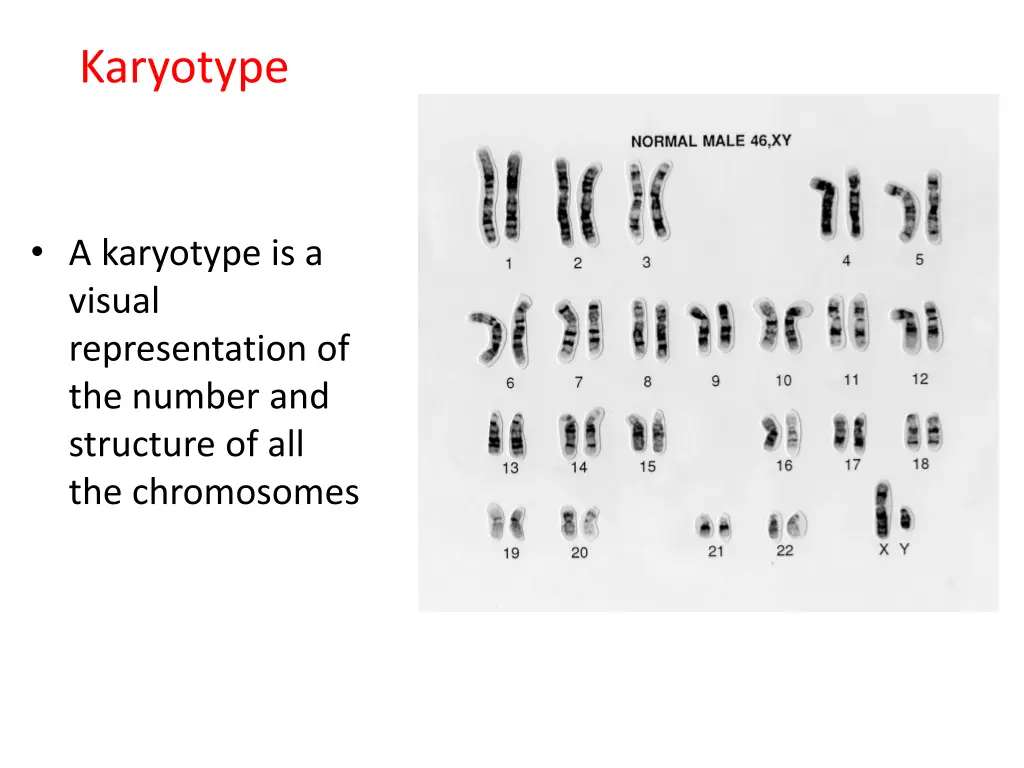 karyotype