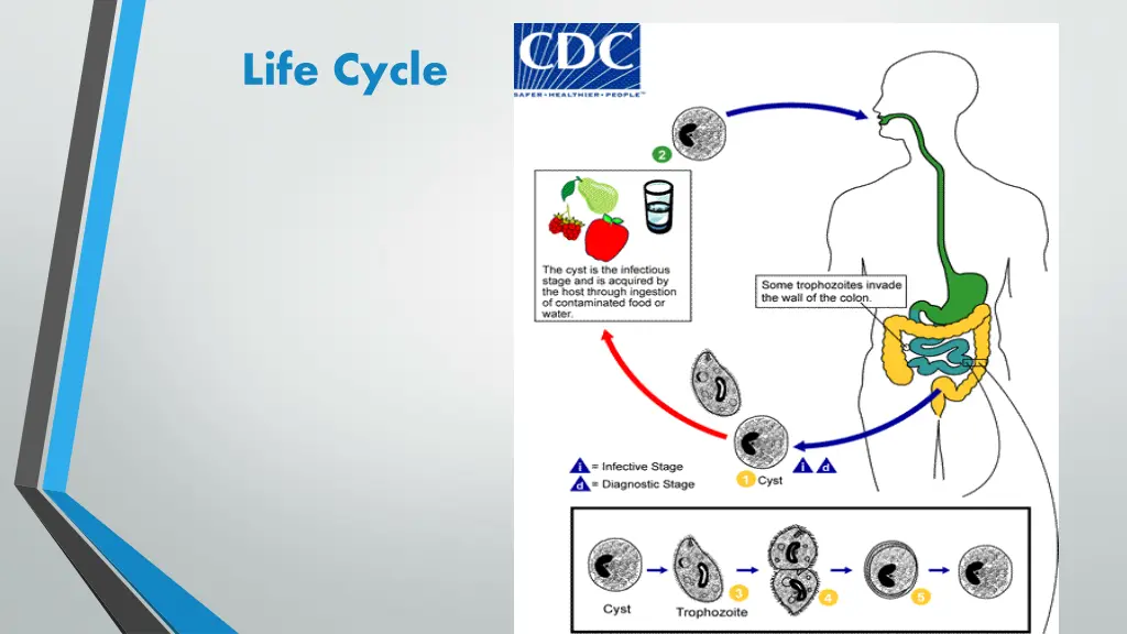 life cycle