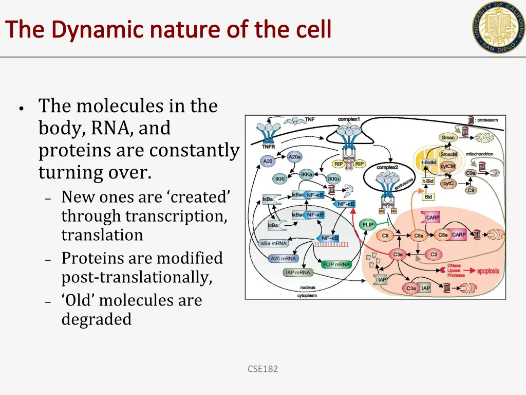 the dynamic nature of the cell