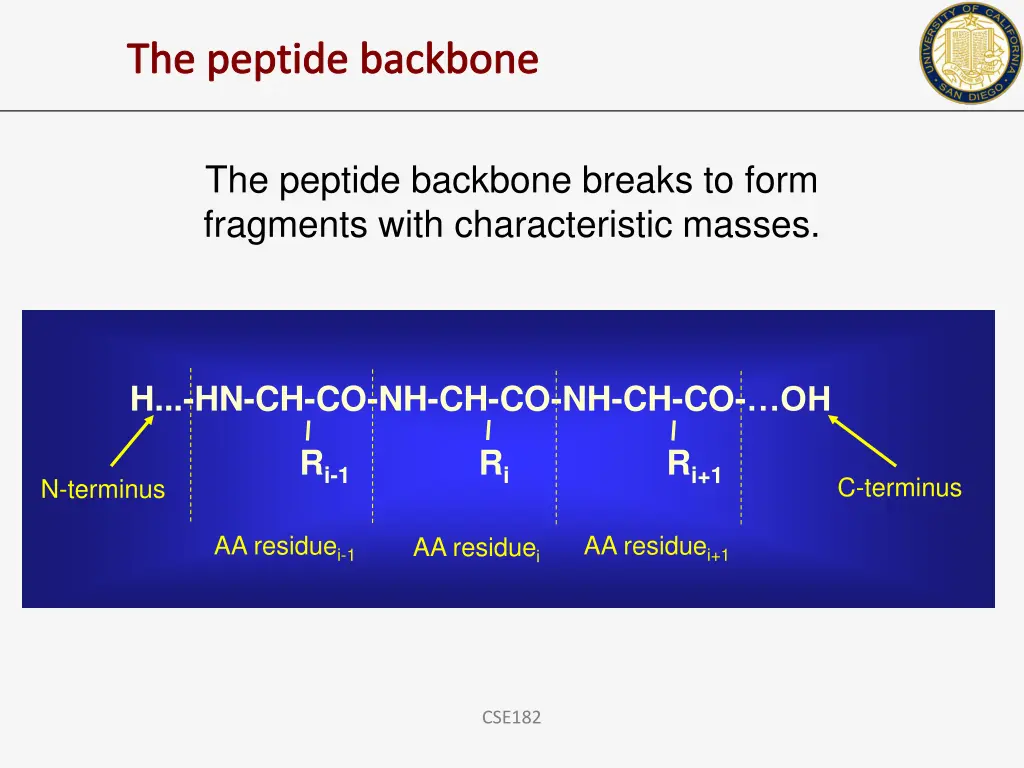 the peptide backbone