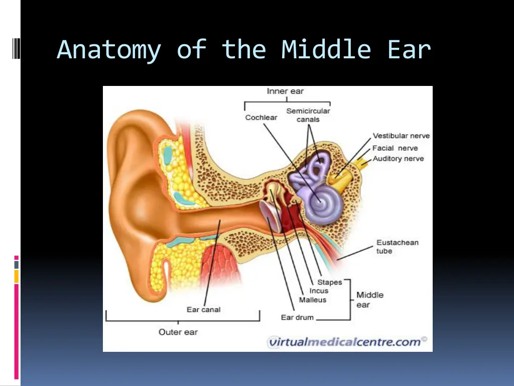 anatomy of the middle ear