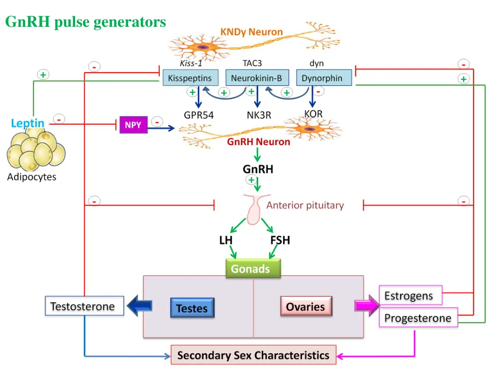gnrh pulse generators