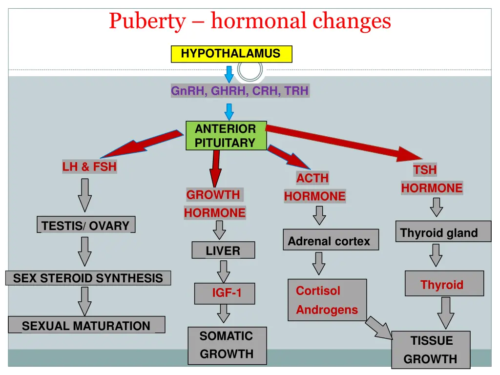 puberty hormonal changes 1