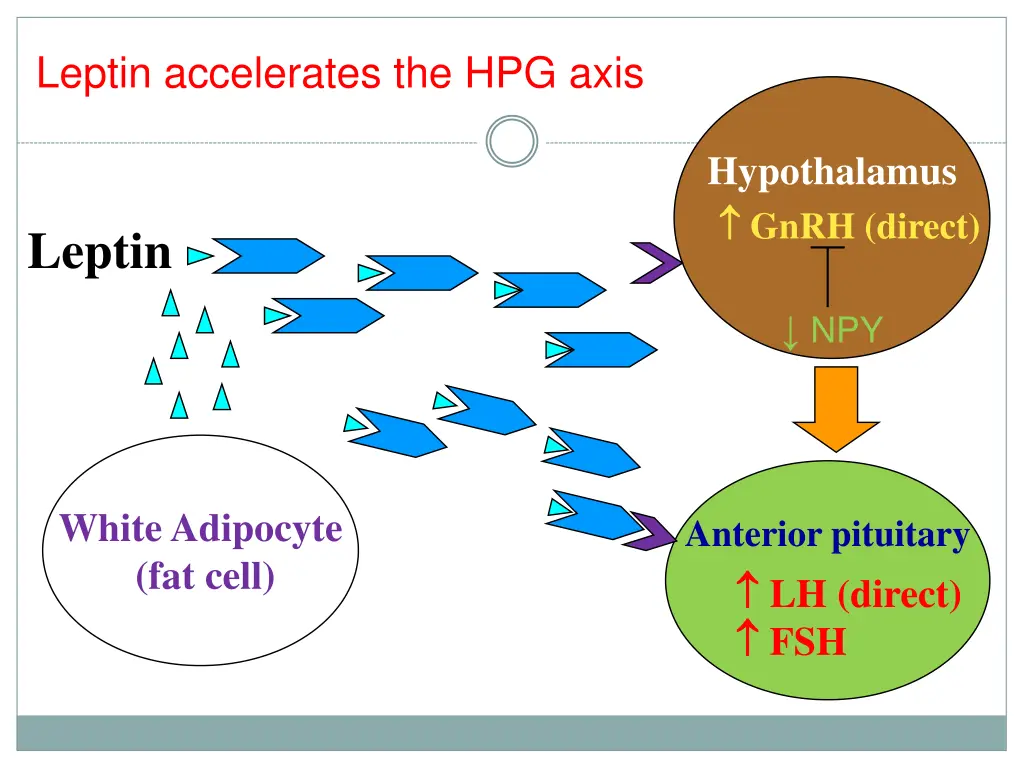 leptin accelerates the hpg axis