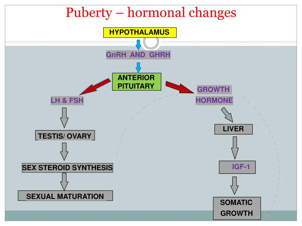 puberty hormonal changes 3