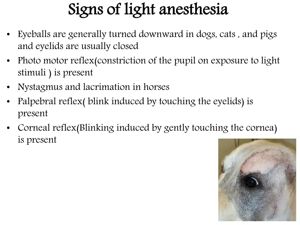 signs of light anesthesia eyeballs are generally