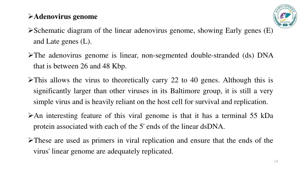 adenovirus genome