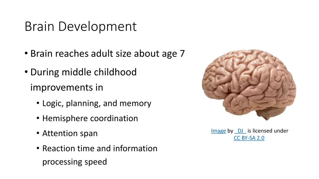 brain development