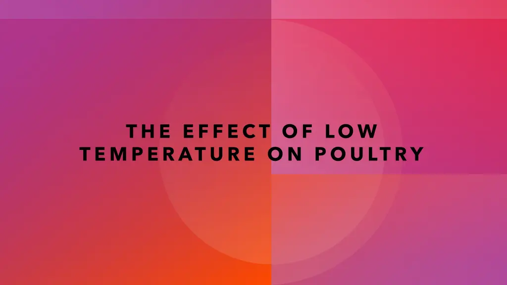 the effect of low temperature on poultry