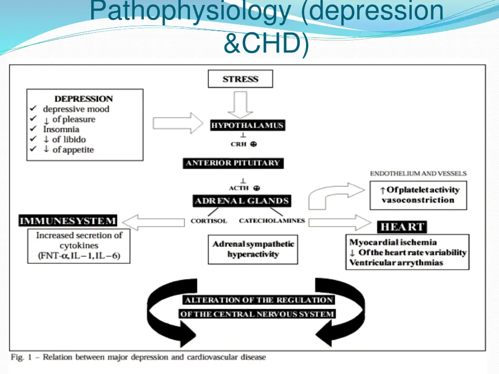 pathophysiology depression chd