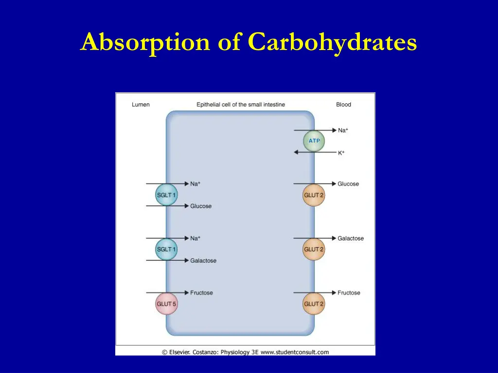 absorption of carbohydrates 1