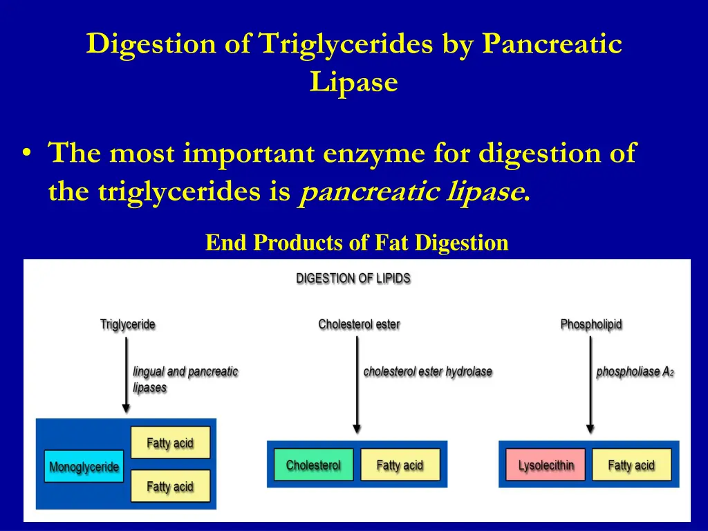 digestion of triglycerides by pancreatic lipase