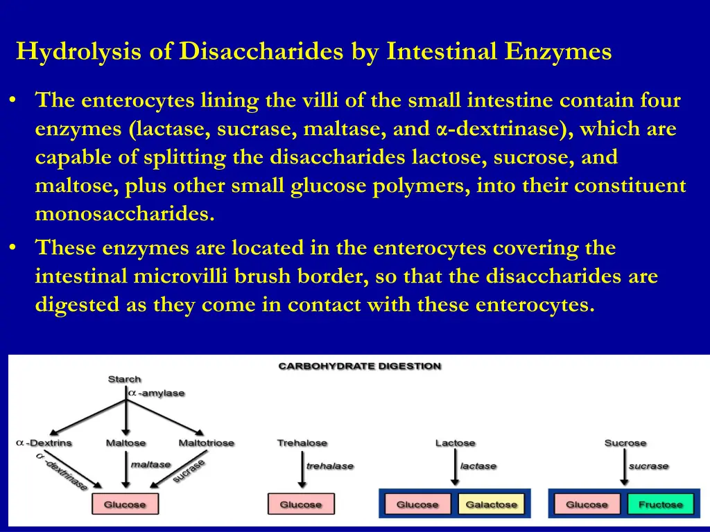 hydrolysis of disaccharides by intestinal enzymes