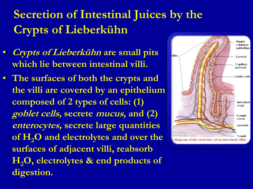 secretion of intestinal juices by the crypts
