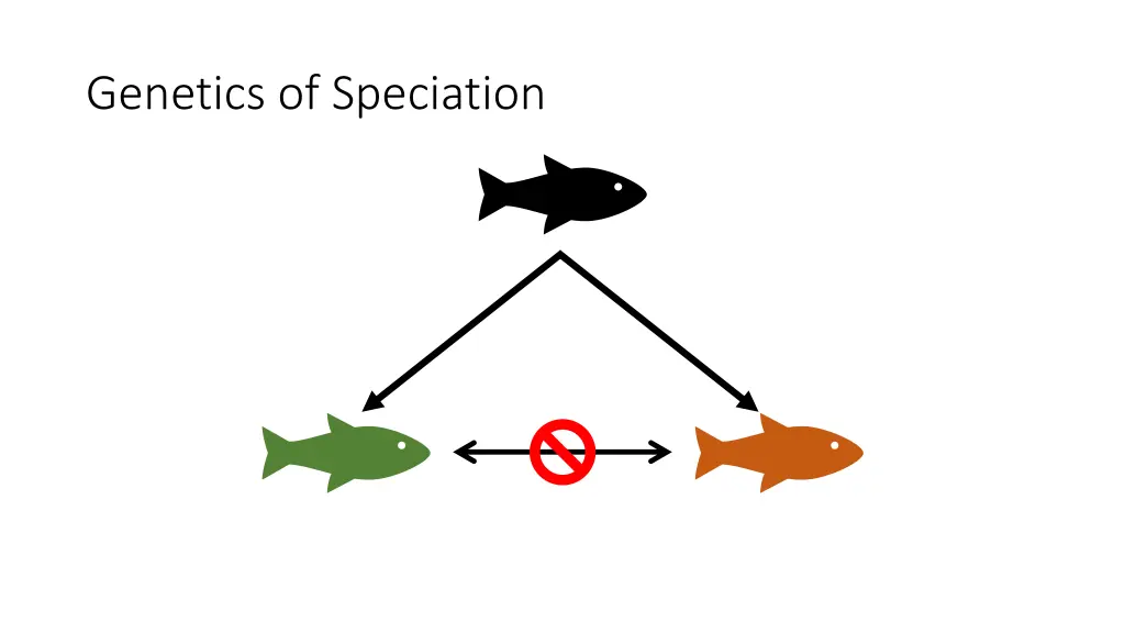 genetics of speciation 4