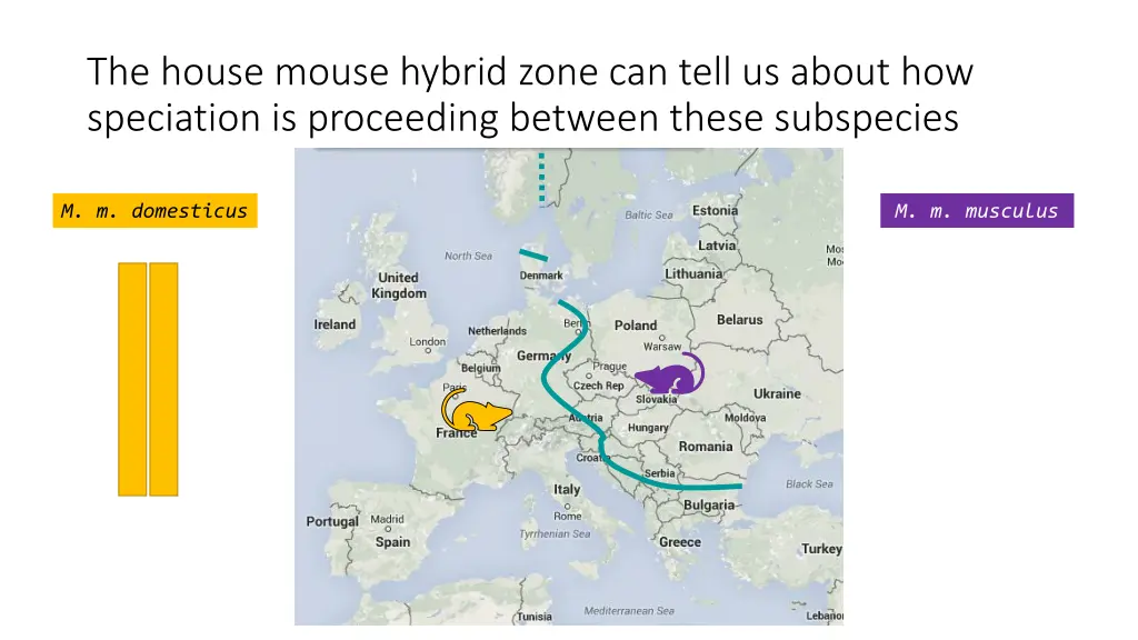 the house mouse hybrid zone can tell us about 2