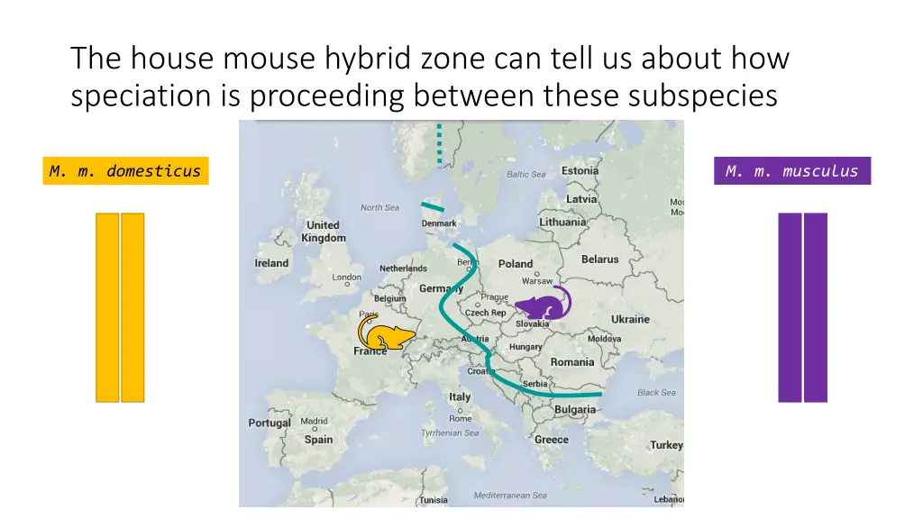 the house mouse hybrid zone can tell us about 3