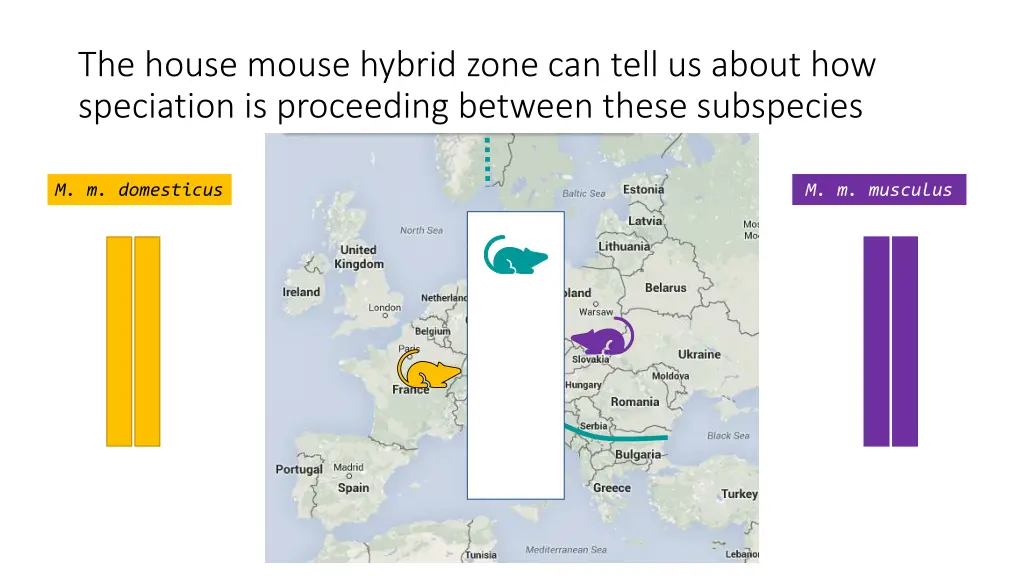 the house mouse hybrid zone can tell us about 4