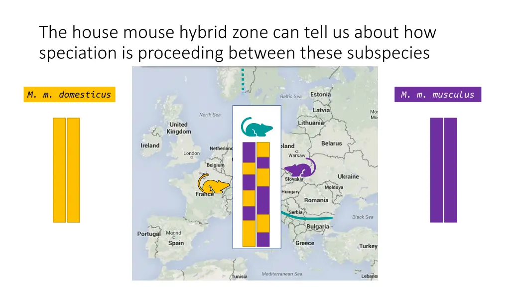 the house mouse hybrid zone can tell us about 5
