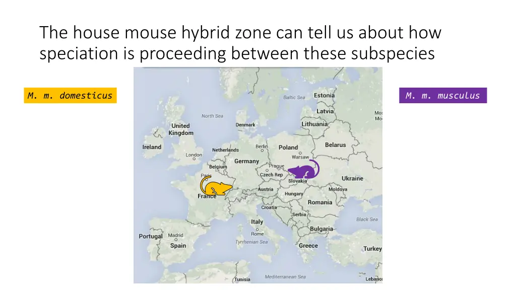 the house mouse hybrid zone can tell us about