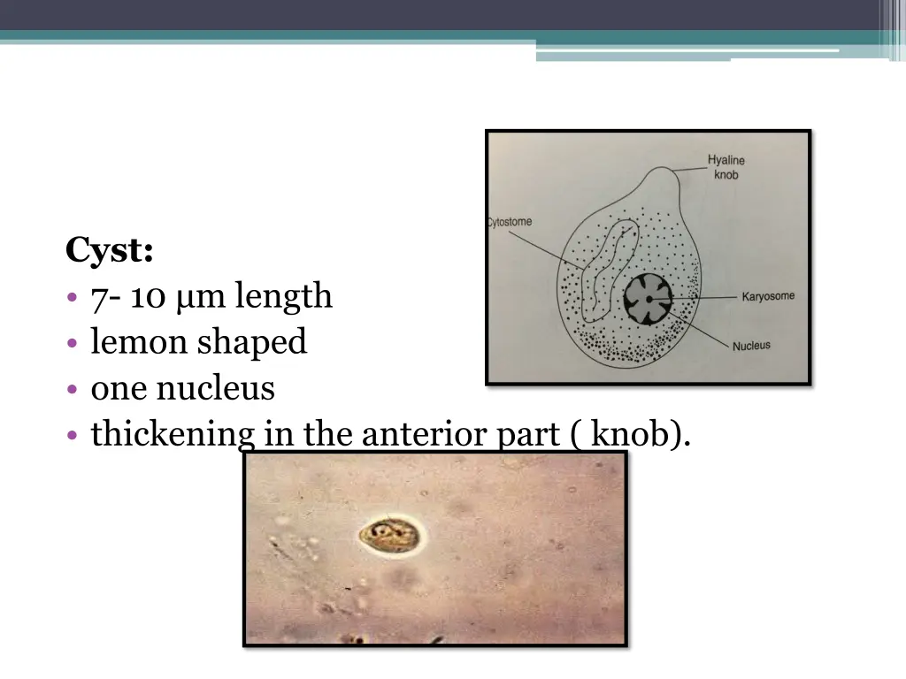cyst 7 10 m length lemon shaped one nucleus