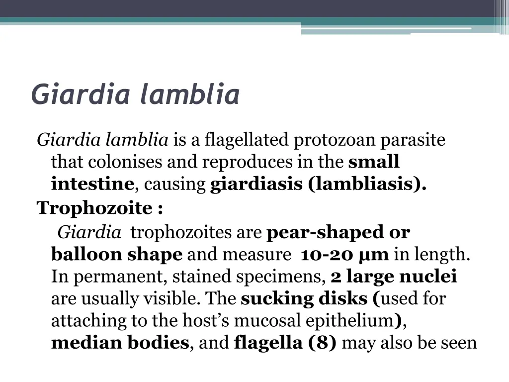 giardia lamblia