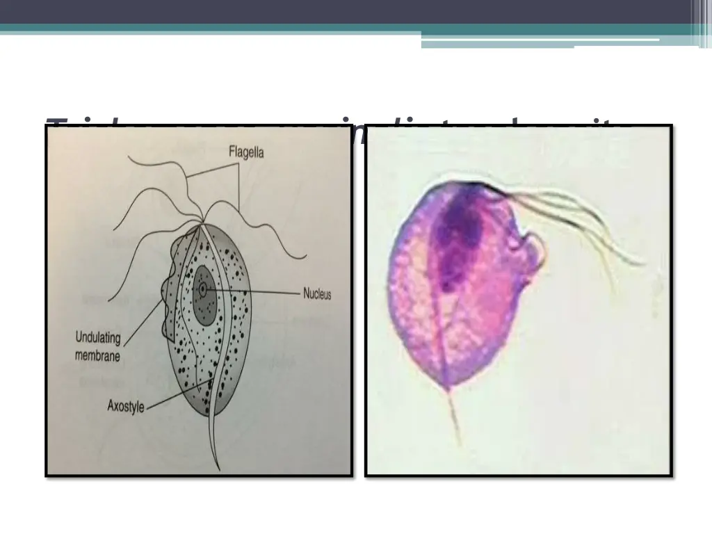 trichomonas vaginalis trophozoite