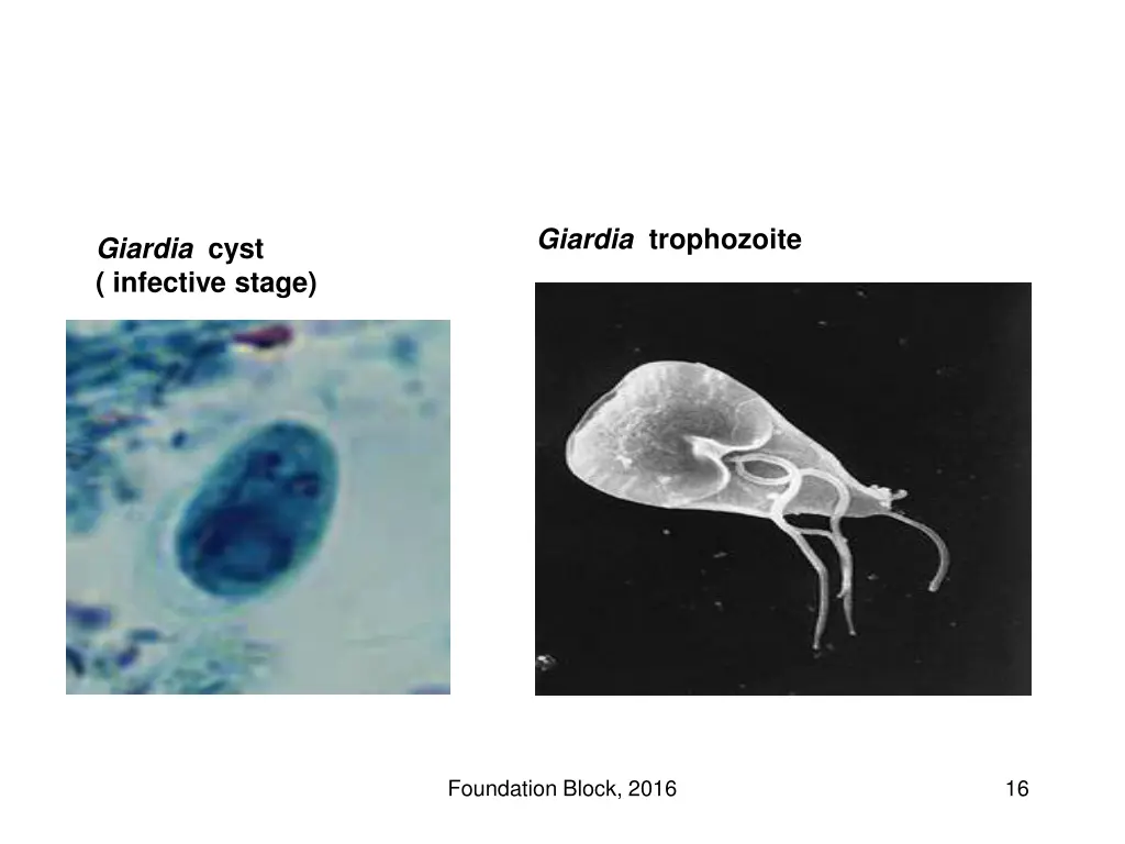 giardia trophozoite