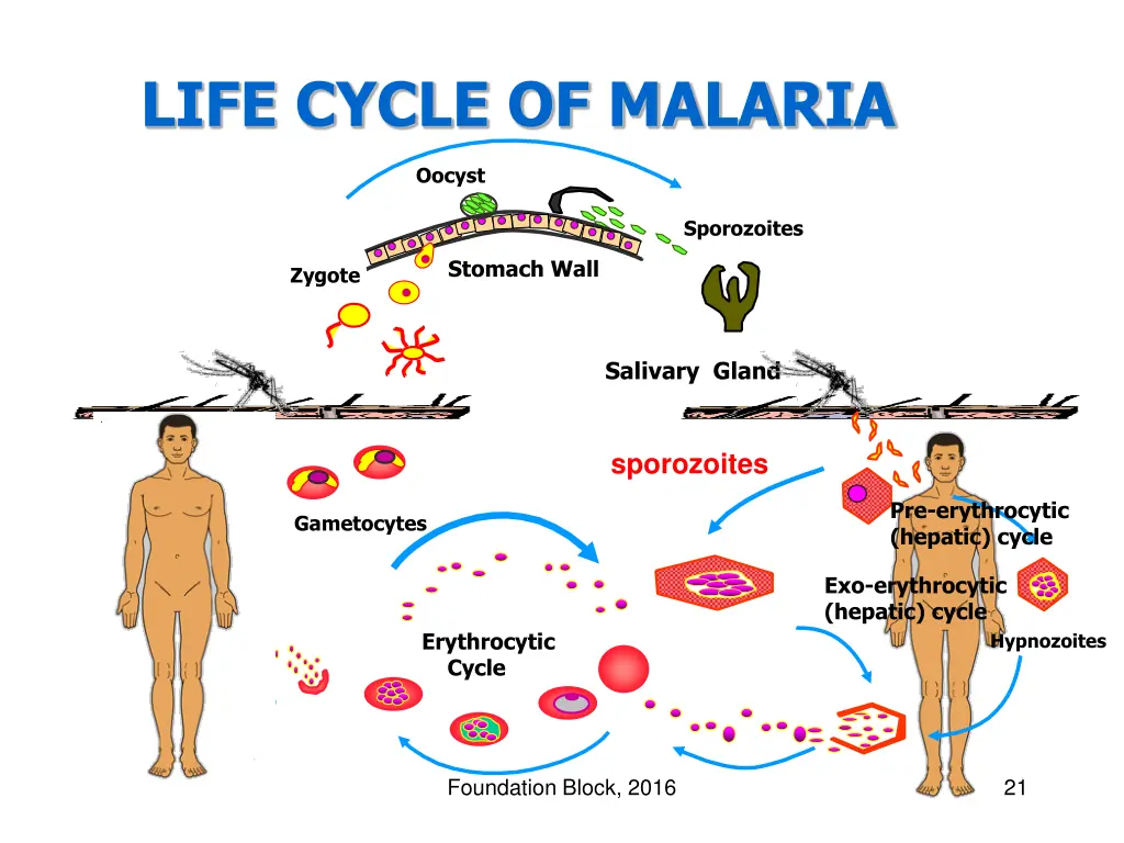 life cycle of malaria