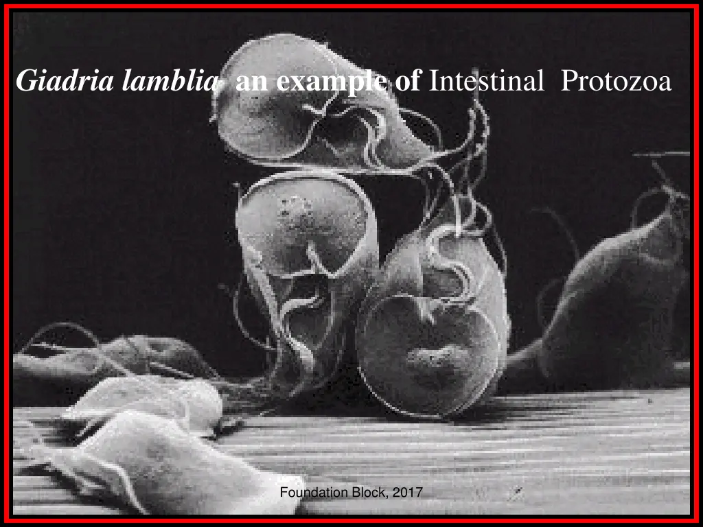giadria lamblia an example of intestinal protozoa