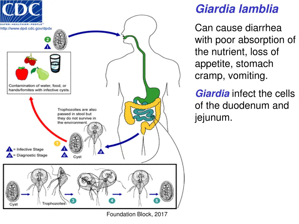 giardia lamblia