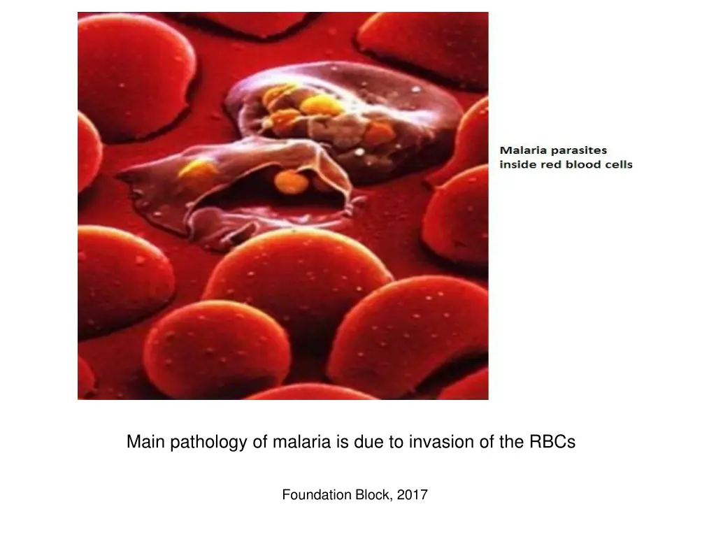main pathology of malaria is due to invasion